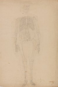 人間の体の構造の比較解剖学的展示からの人間の姿、前面の研究、虎と普通の家禽の構造の比較、c.1795-1806（紙上の黒鉛） 作： George Stubbs