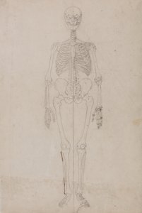 人間の体の構造の比較解剖学的博覧会からの人の姿、前面の研究、虎と普通の家禽の構造の比較、c.1795-1806（紙に黒鉛とインク）