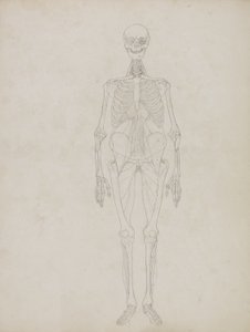 「人体の構造と虎や一般的な鳥の構造の比較解剖学的説明」からの人物像の研究、正面図、c.1795-1806（紙にグラファイトとインク） 作： George Stubbs
