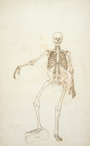 「人体の構造とトラや一般的な鳥の構造の比較解剖学的説明」からの人物像、前面図の研究 作： George Stubbs