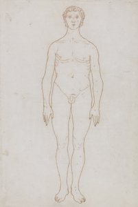 「人体の構造と虎や一般的な鳥の構造の比較解剖学的説明」からの人物像の研究、正面図、c.1795-1806（紙に赤いチョーク） 作： George Stubbs