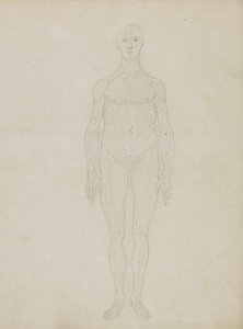 「人体の構造とトラや一般的な鳥の構造の比較解剖学的説明」からの人物像の研究、正面図
