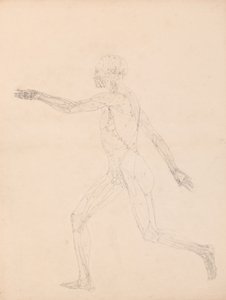 人間の体の構造の比較解剖学的解説、虎と普通の家禽の比較、1795-1806（g 作： George Stubbs