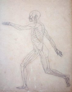 人間の体の構造の比較解剖学的博覧会からの人間の姿、側面図の研究、虎と普通の家禽のそれとの比較、c.1795-1806（カートリッジ紙のグラファイト） 作： George Stubbs