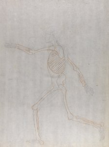 人間の体の構造の比較解剖学的博覧会からの人間の姿、側面図の研究、虎と普通の家禽のそれとの比較、1795-1806（グラファイトと薄いチョークの赤いチョーク） 作： George Stubbs