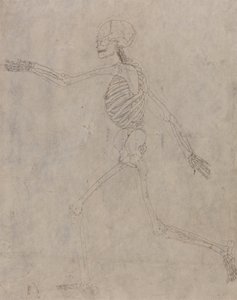 人間の体の構造の比較解剖学的博覧会からの人間の姿、側面図の研究、虎と普通の家禽の構造との比較、1795-1806（グラブ、インクの上に重い織り目を付けたもの） 作： George Stubbs