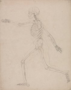 人体の構造の比較解剖学的解説からの人の姿、側面図の研究、虎と普通の家禽の構造との比較、1795-1806（厚紙のグラファイト）