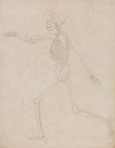 人体の構造の比較解剖学的解説からの人の姿、側面図の研究、虎と普通の家禽の構造との比較、1795-1806（厚紙のグラファイト）