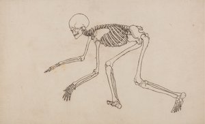 人間の体の構造の比較解剖学的博覧会からの人間の姿、側面図の研究、虎と普通の家禽の構造との比較、1795-1806（ペンとwov上のグラファイト上のインク） 作： George Stubbs