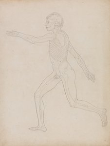 人体の構造の比較解剖学的説明からの人の姿、側面図の研究、虎と普通の家禽の構造との比較、1795-1806（厚紙のグラファイト） 作： George Stubbs