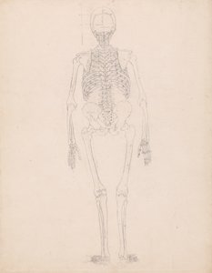 人間の体の構造の比較解剖学的解説、虎と普通の鶏の解剖学的解説、c.1795-1806からの人間の姿、後面図、表IIの要点図の研究 作： George Stubbs