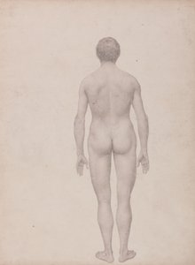 人間の体の構造の解剖学的説明とトラおよび一般的な家禽の解剖学的説明との比較による、表VIIの人間の姿、背面図、解剖なしの完成した研究の研究 作： George Stubbs