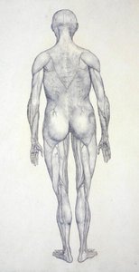 人間の体の構造の比較解剖学的博覧会からの人間の姿、後部の眺めの研究、虎と普通の家禽のそれとの比較、c.1795-1806（カートリッジ紙のグラファイト） 作： George Stubbs
