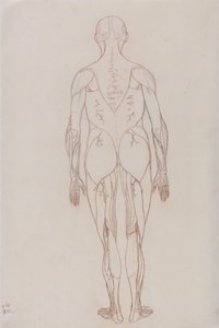 人間の体の構造の比較解剖学的博覧会からの人間の姿、背面図の研究、虎と一般的な家禽の構造の解剖学、c.1795-1806（カートリッジ紙に赤いチョーク） 作： George Stubbs