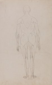 人間の体の構造の比較解剖学的解説からの人間の姿、後部の眺めの研究、虎と一般的な家禽のそれとの比較、c.1795-1806（紙に黒鉛とインク） 作： George Stubbs
