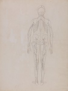 人間の体の構造の比較解剖学的博覧会からの人間の姿、後部の眺めの研究、虎と普通の家禽のそれとの比較、c.1795-1806（カートリッジ紙のグラファイト）