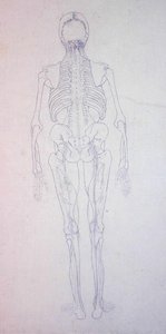 人間の体の構造の比較解剖学的展示、虎と普通の家禽の構造との比較からの人間の姿、後面図の研究、c.1795-1806（紙上の黒鉛）