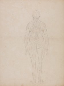 人間の体の構造の比較解剖学的博覧会からの人間の姿、後部の眺めの研究、虎と普通の家禽のそれとの比較、c.1795-1806（カートリッジ紙のグラファイト）