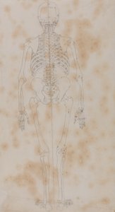 人間の体の構造の比較解剖学的展示、虎と普通の家禽の構造との比較からの人間の姿、後面図の研究、c.1795-1806（紙上の黒鉛） 作： George Stubbs