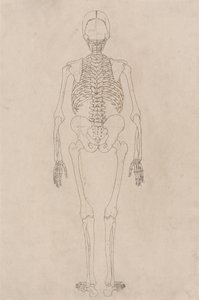 人間の体の構造の比較解剖学的展示からの人間の姿、背面図の研究、虎と一般的な家禽の構造の解剖学、c.1795-1806（カートリッジ紙にインク） 作： George Stubbs