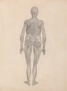 人間の体の構造とトラやコムギの構造の比較解剖学的解説からの、皮膚とその下にある筋膜組織を取り除いた人間の姿、後面像の研究 作： George Stubbs