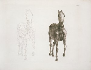タブ。 VIII、「馬の解剖学」から1766 作： George Stubbs