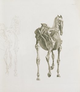 タブ。 XV、「馬の解剖学」から、1766 作： George Stubbs