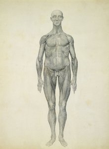シリーズ「人体の構造とトラおよび一般的な鳥の構造の比較解剖学的説明」からの人物像、前面図 作： George Stubbs