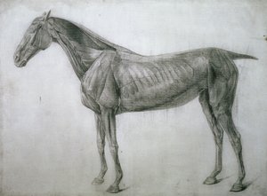 筋肉の研究：側面から見たエコルチェの絵、13番目の解剖学的表、馬の解剖学、1766 作： George Stubbs