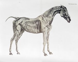 「馬の解剖学」の3番目の解剖学的表 作： George Stubbs