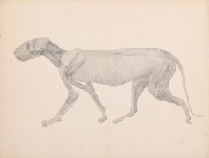 虎の胴体側面図（未発表表の完成図、解剖第3段階を示す） 作： George Stubbs