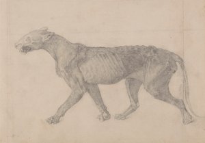 虎の体、横から見た図 (虎の別の標本の 9 つの図面の最初のもの) 作： George Stubbs