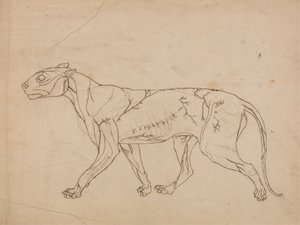 Corpo do Tigre, Vista Lateral (Esboço do estudo dos músculos da superfície e seu suprimento sanguíneo, provavelmente feito para uma figura-chave) 作： George Stubbs