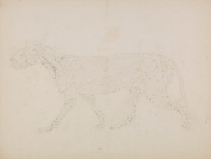 Tiger Body, sivunäkymä (Tutkimus lihasten ylemmistä kerroksista ja niiden verenkierrosta valmisteltu taulukon XIV avainhahmolle) 作： George Stubbs