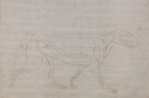 虎の体、側面図 作： George Stubbs