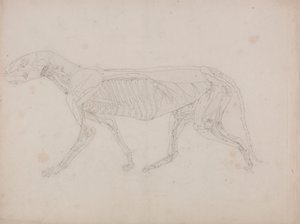 Corpo do Tigre, Vista Lateral 作： George Stubbs