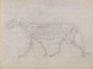 虎の体、側面図 作： George Stubbs