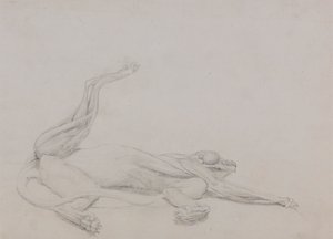 タイガー ボディ、リカンベント、腹側から見た 作： George Stubbs