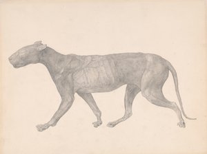 虎、横から見たもの、皮膚と組織を取り除いたもの (表 IX の研究終了) 作： George Stubbs
