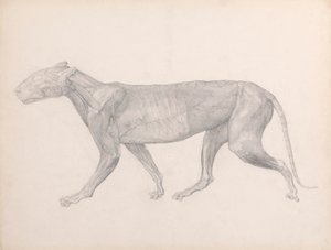 筋肉の上にある結合組織が除去されたトラの側面図 (表 XIV の完成した研究) 作： George Stubbs
