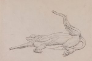 トラ, 横たわっている, 腹側から見た 作： George Stubbs