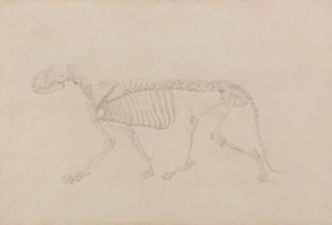 トラの骨格、横から見た図 (表 IV の完成度の高い研究) 作： George Stubbs