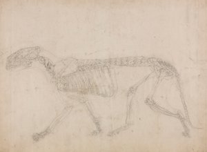 虎の骨格、側面図 (おそらく骨格のマスター スタディ) 作： George Stubbs