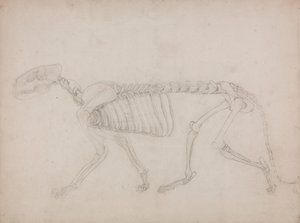 虎の骨格、側面図 作： George Stubbs