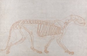 虎の骨格、側面図 作： George Stubbs