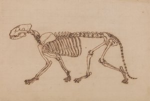 虎の骨格、側面図