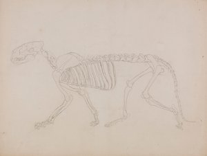 虎の骨格、側面図