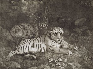 アーティスト、パブによって刻まれた2つのタイガー。 1788年（エッチング）