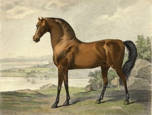 ウォーレンヘイスティングスアラビア人 作： George Stubbs