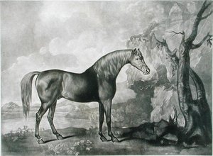ブラウンホースマスク、ジョージスタッブス後、1773年（メゾティント） 作： George Townley Stubbs
